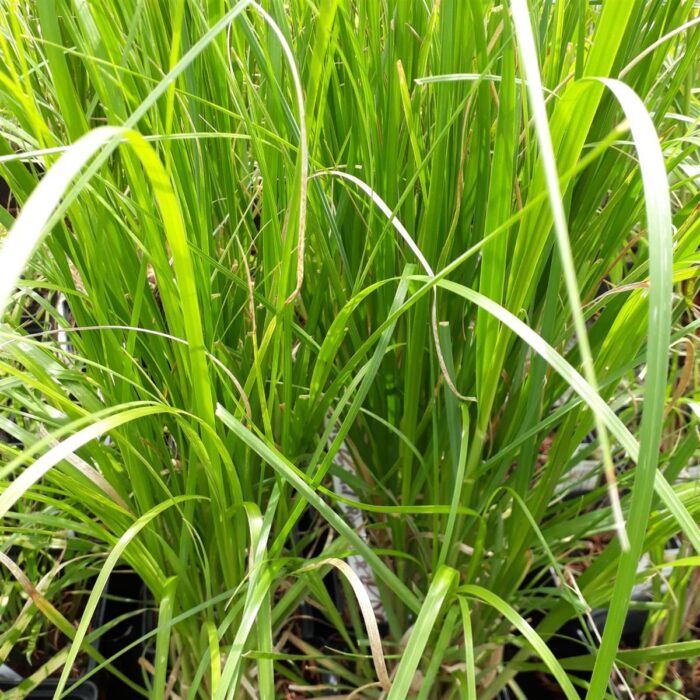 Cortaderia selloana 'White Feather'