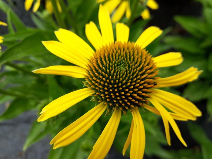 Echinacea paradoxa var. paradoxa