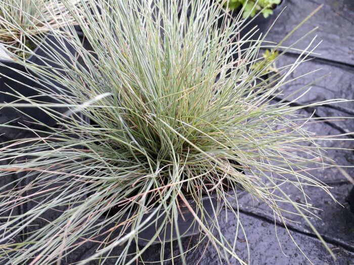 Festuca cinerea 'Festina'