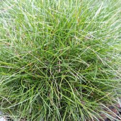 Festuca scoparia 'Hobbit'