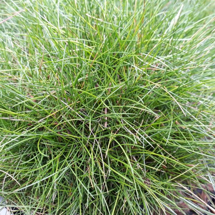 Festuca scoparia 'Hobbit'