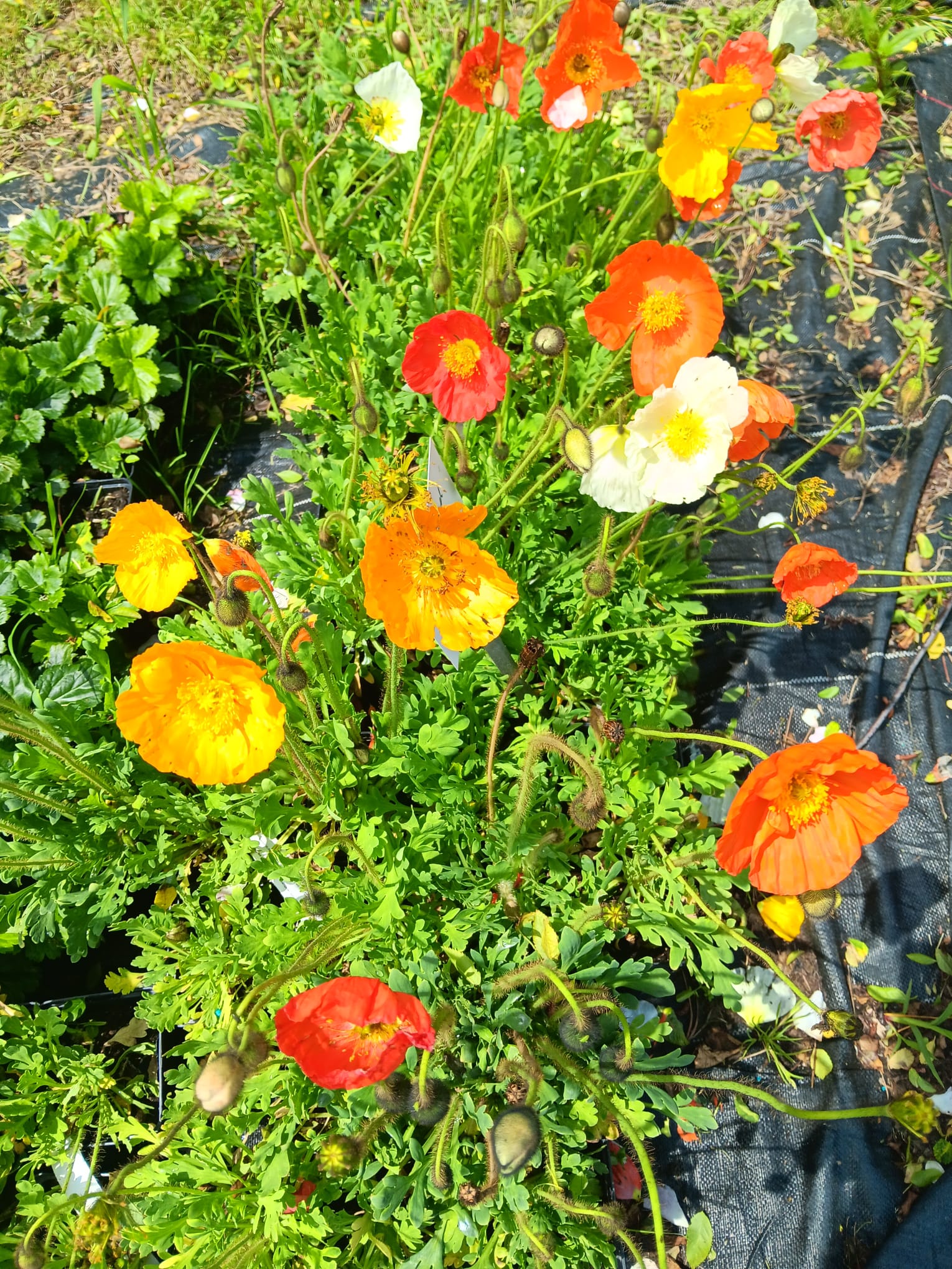Papaver nudicaule 'Gartenzwerg'