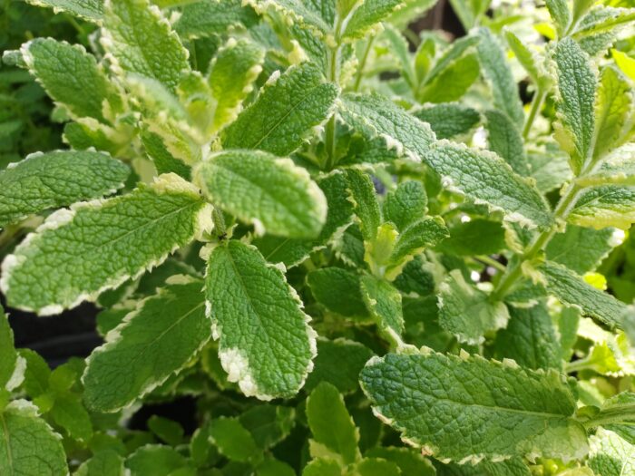 Mentha suaveolens 'Pinedo'