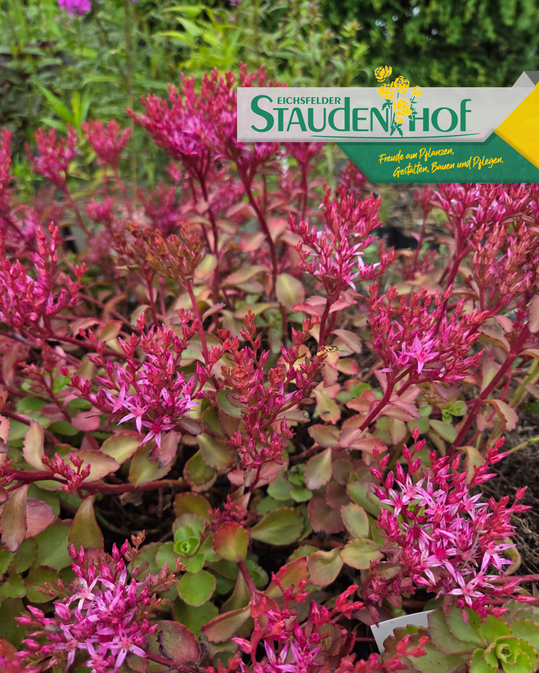 Sedum spurium 'Fuldaglut'