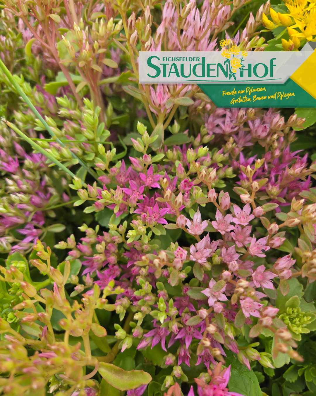 Sedum spurium 'Summer Glory'