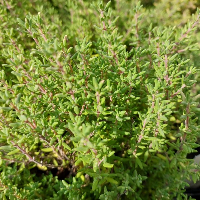 Thymus vulgaris 'Fredo'