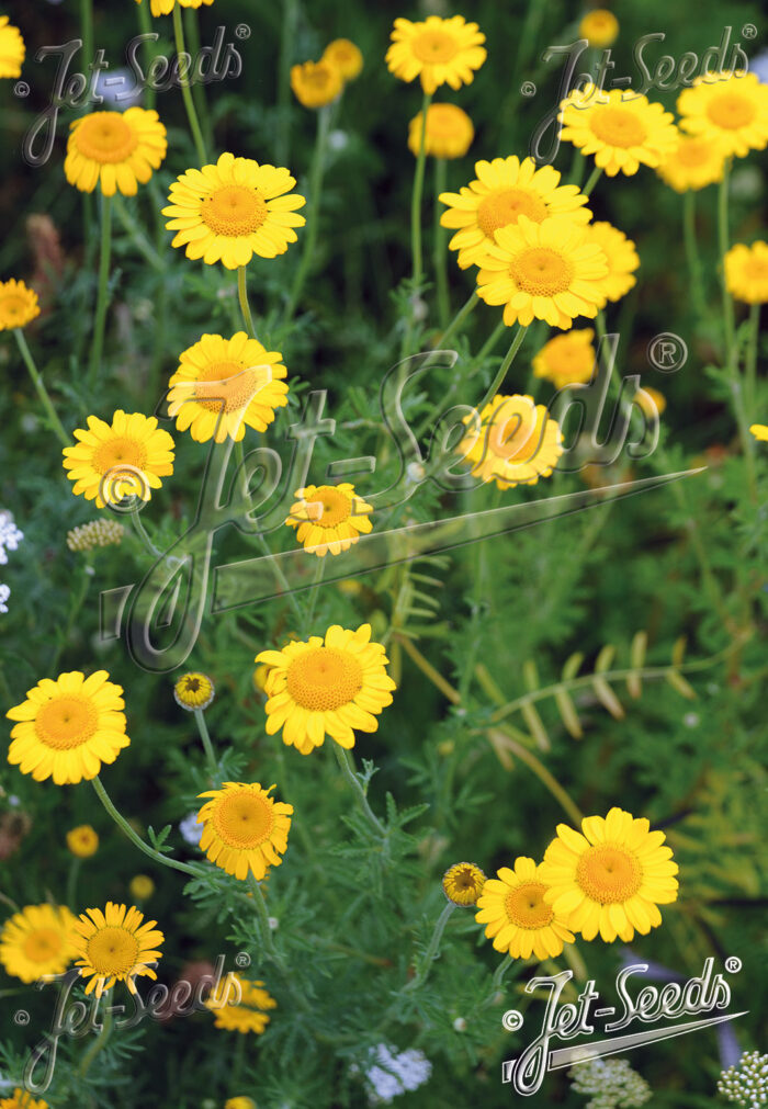 Anthemis tinctoria