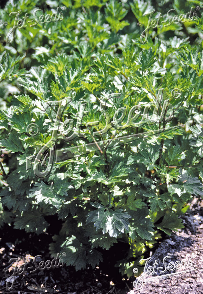 Artemisia vulgaris