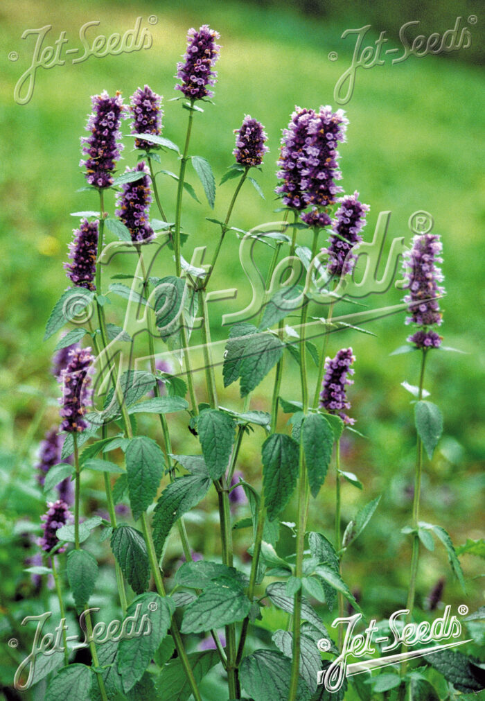 Agastache foeniculum