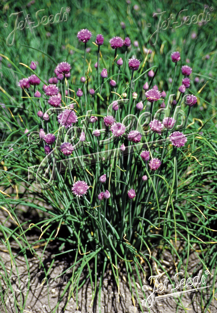 Allium schoenoprasum