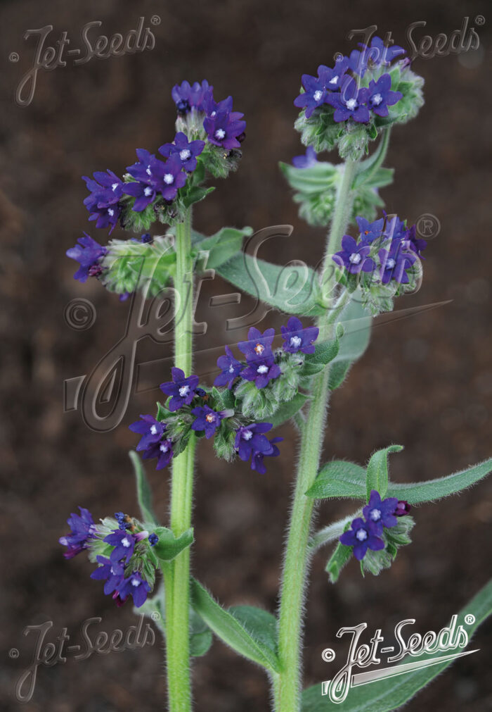 Anchusa officinalis