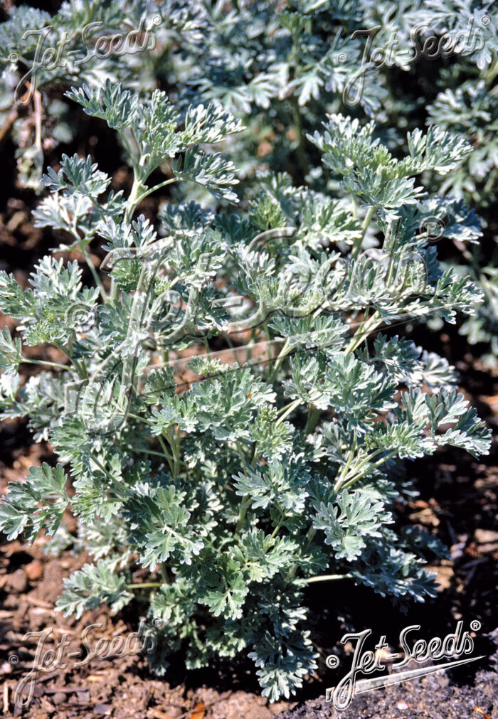 Artemisia absinthum