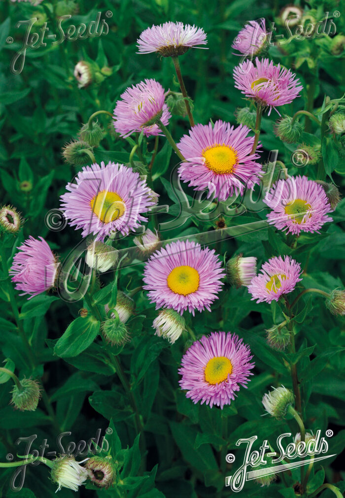 Erigeron speciosus 'Rosa Juwel'