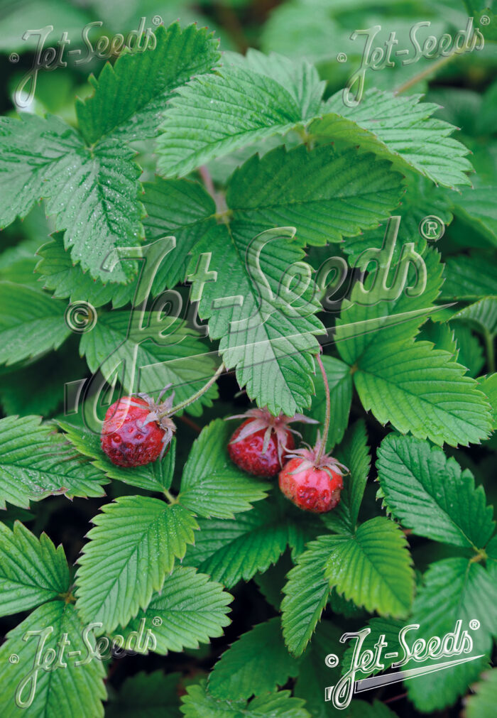 Fragaria moschata