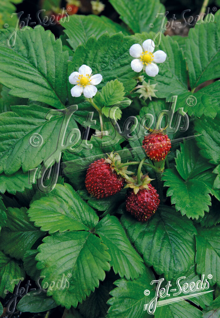 Fragaria vesca 'Verbesserte Rügen'