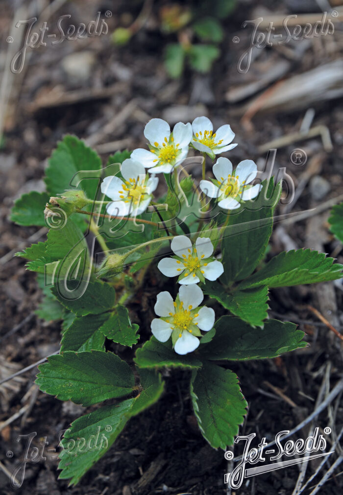 Fragaria virginiana