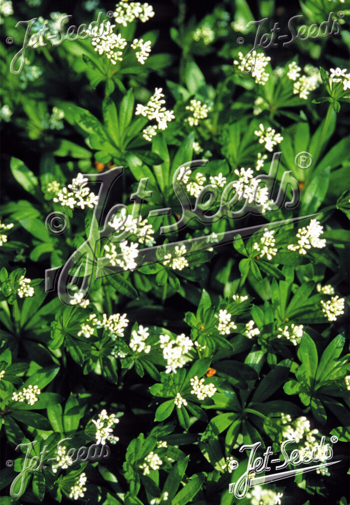 Galium odoratum 'Sterntaler'