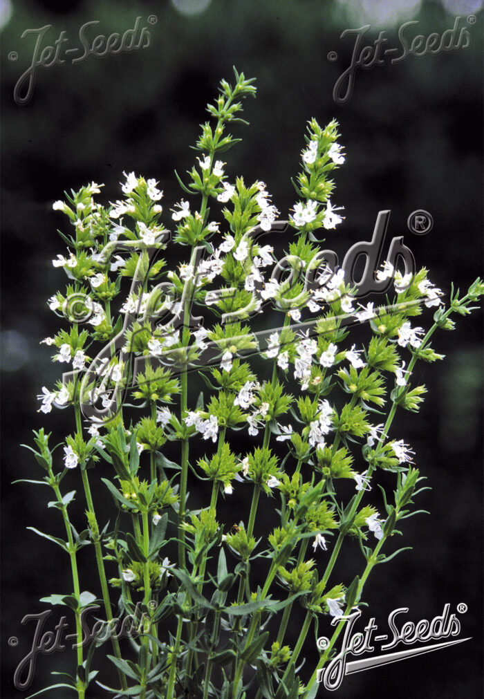 Hyssopus officinalis ‘Albus’