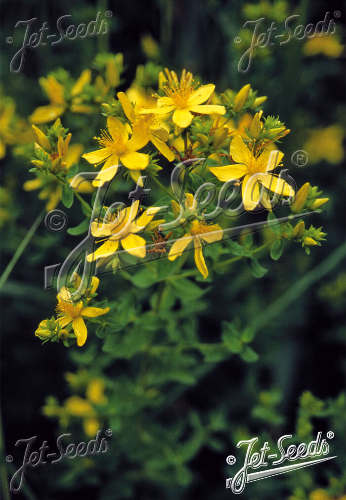 Hypericum perforatum