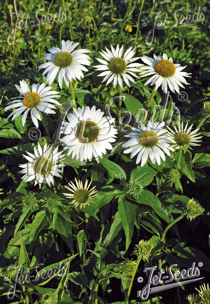 Echinacea purpurea 'Happy Star'