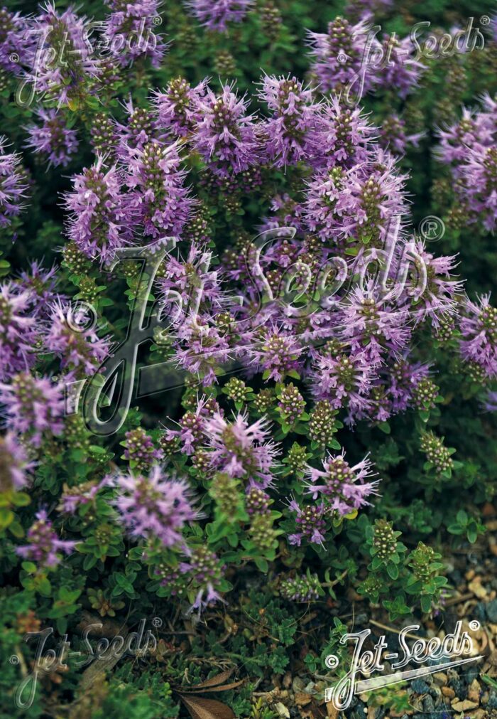 Thymus comosus