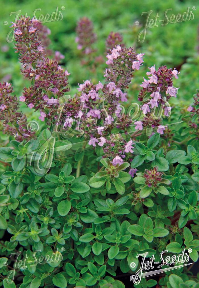 Thymus serpyllum hort.