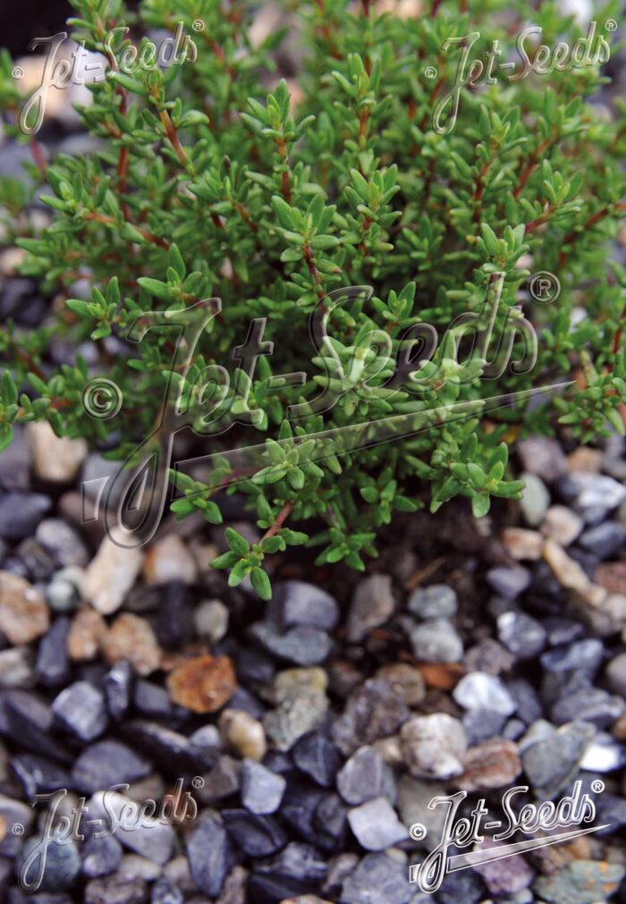 Thymus vulgaris 'French Summer'