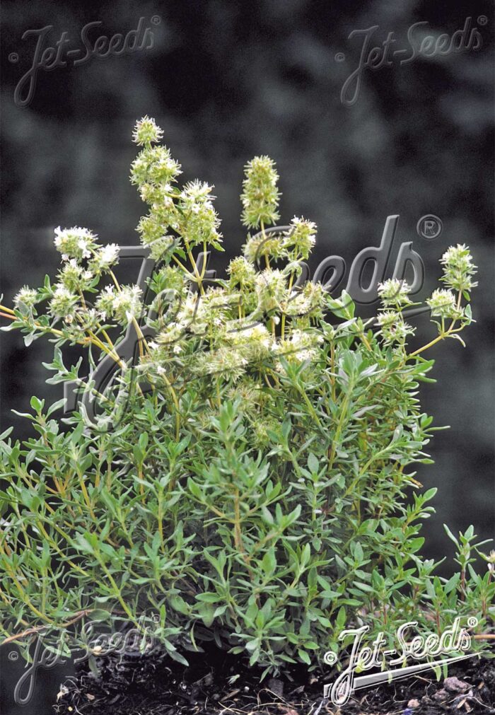 Thymus mastichina