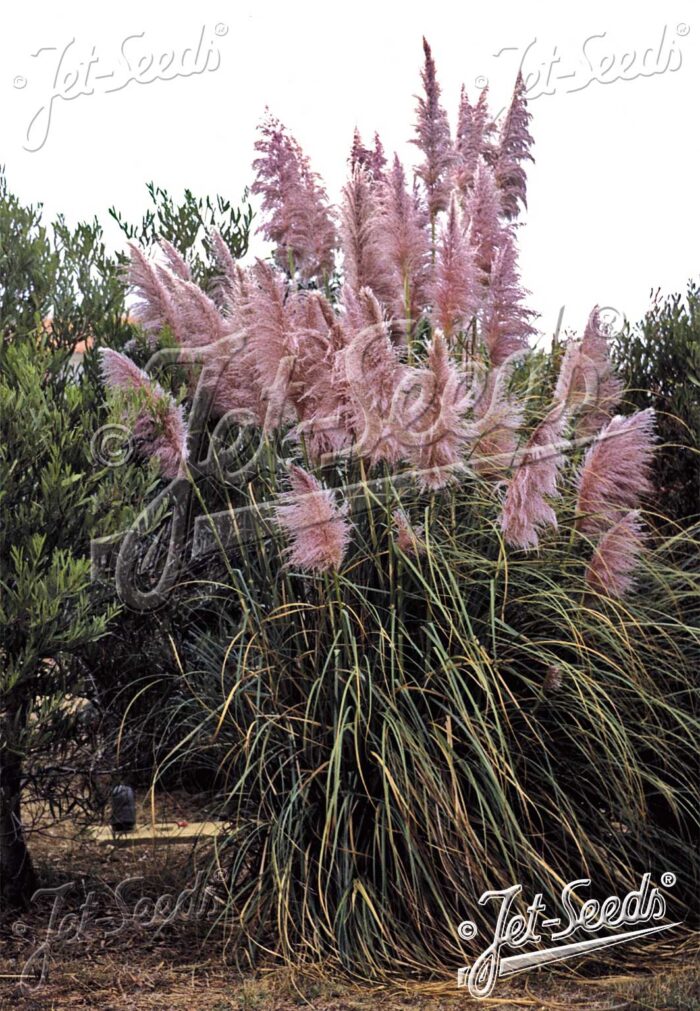 Cortaderia selloana ‘Rosea’