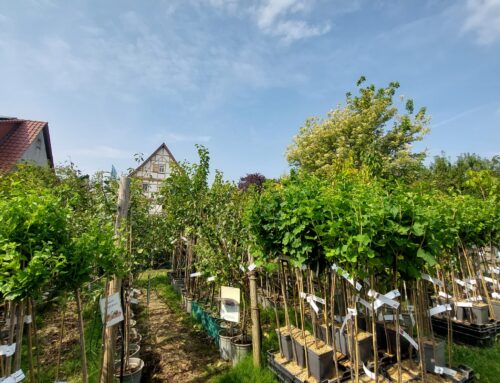 Obstbäume kaufen & Beerenobst in riesiger Auswahl bei Eichsfelder Staudenhof!