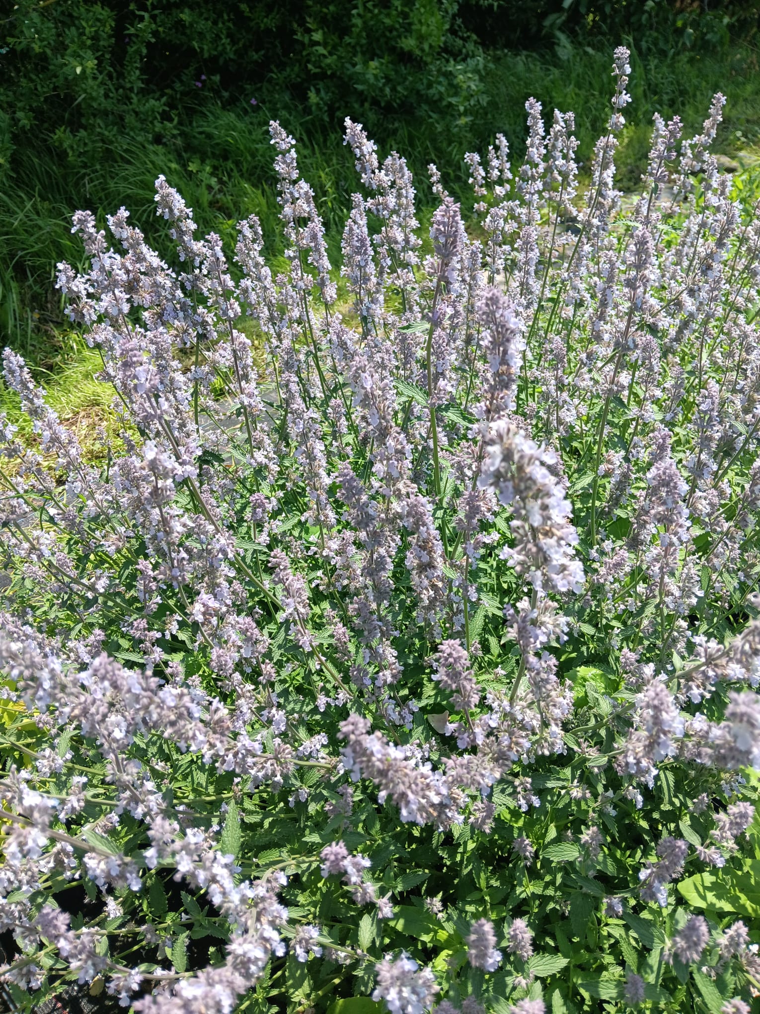 Nepeta x faassenii 'Gletschereis'