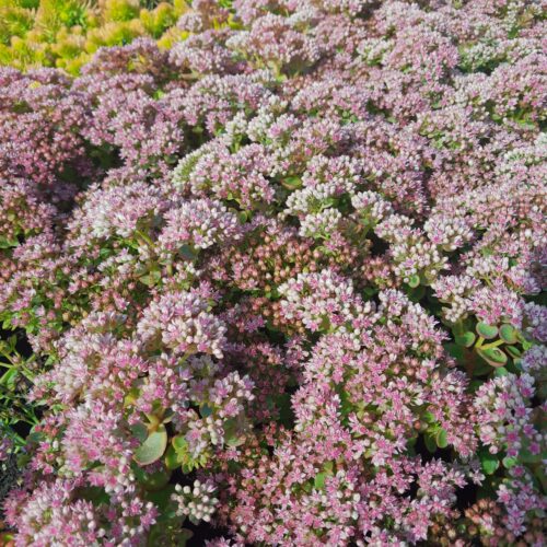 Sedum x cult. 'Sunsparkler Lime Zinger'