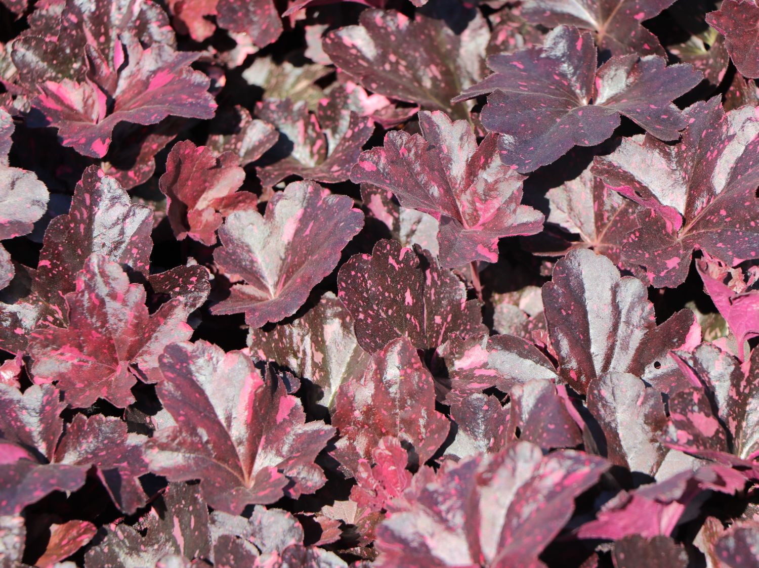 Heuchera micrantha 'Midnight Rose' – Bild 2