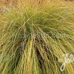 Carex flagellifera 'Kiwi'