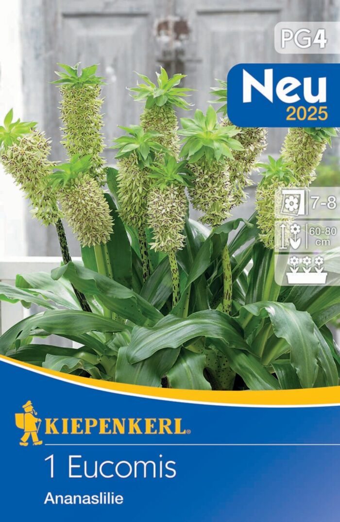 Eucomis bicolor