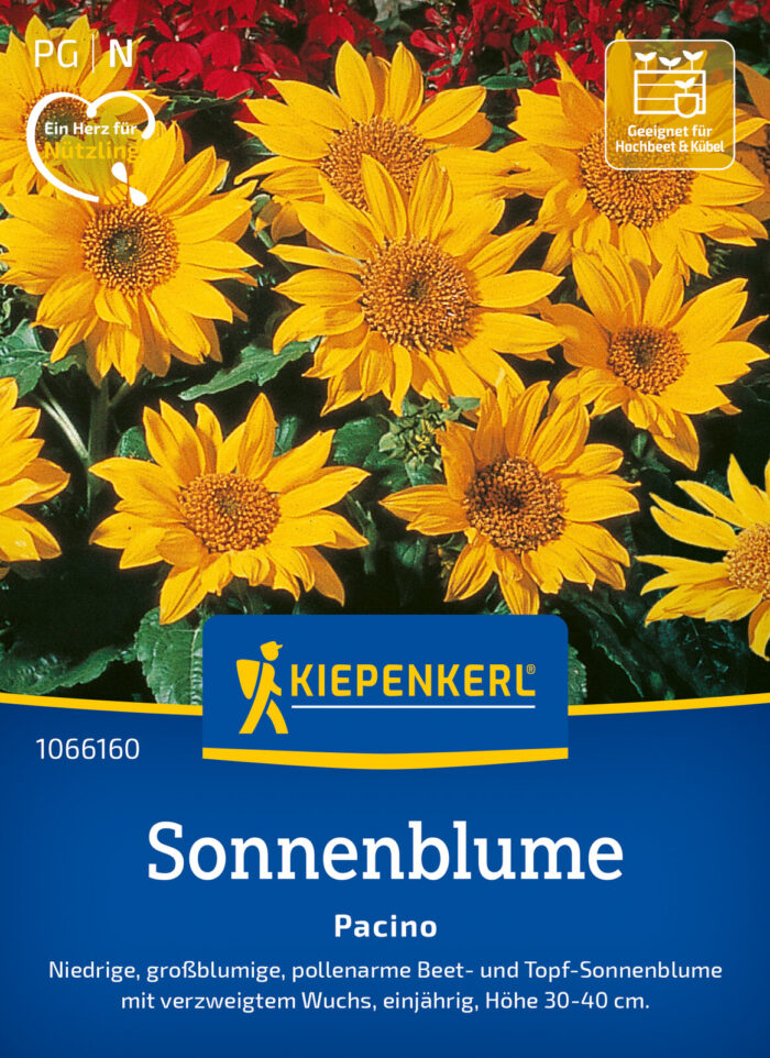 Sonnenblume Pacino