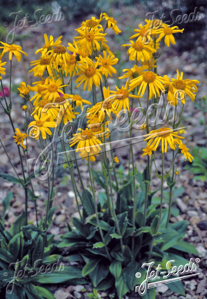 Arnica montana 'Arbo'