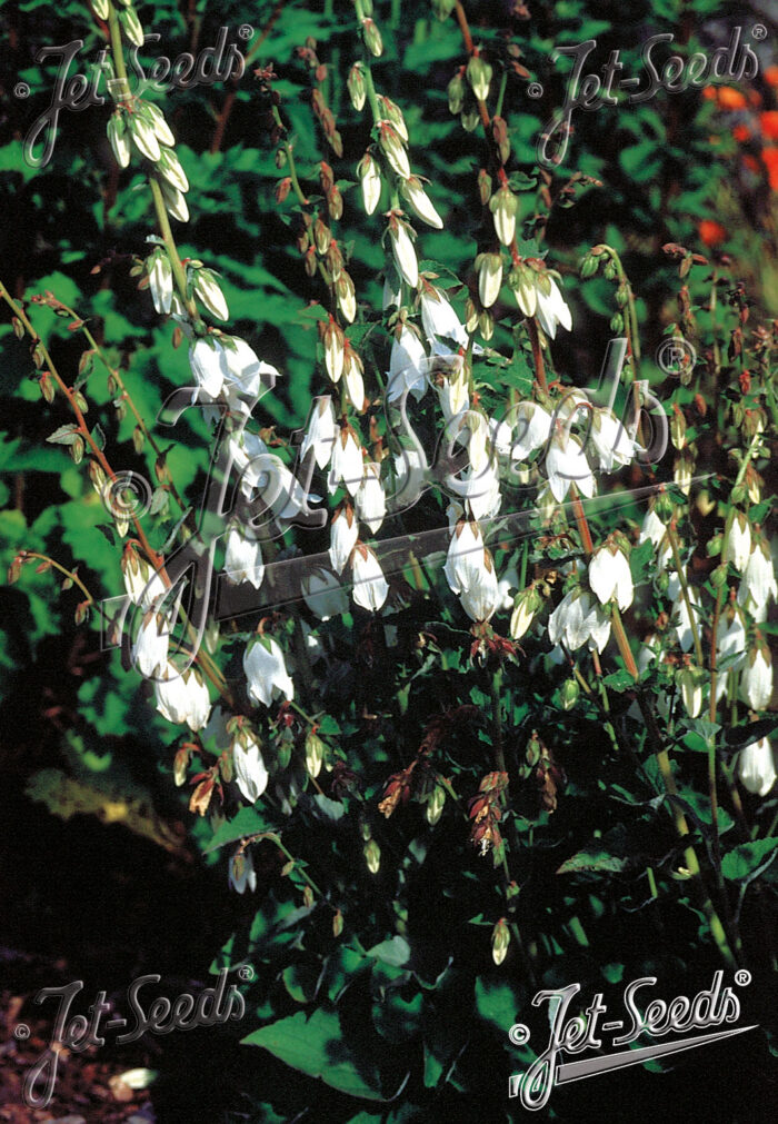 Campanula alliariifolia