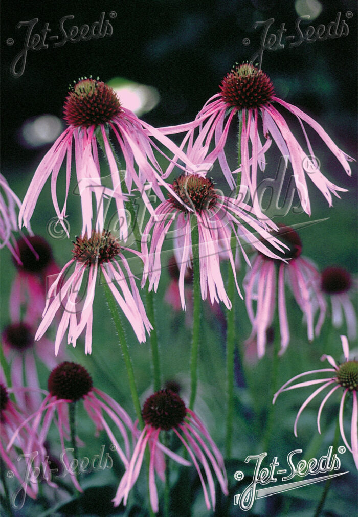 Echinacea pallida