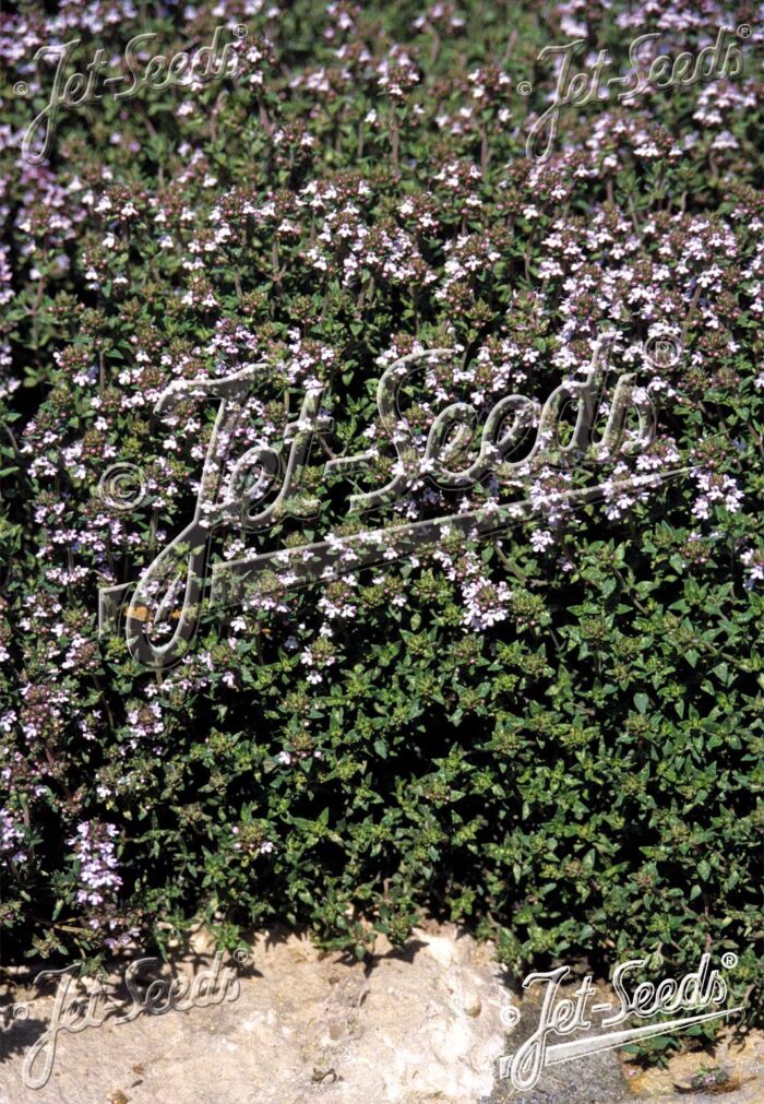 Thymus vulgaris  'Standard Winter'