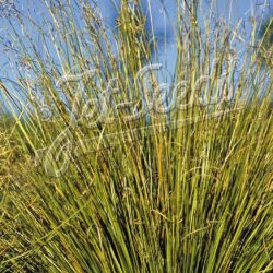 Carex buchananii 'Green Twist'