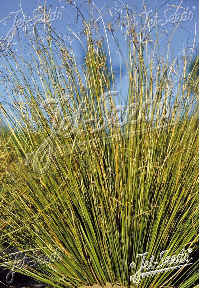 Carex buchananii 'Green Twist'