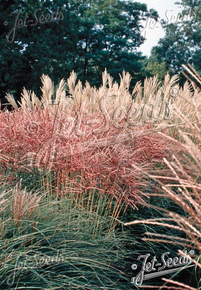 Miscanthus sinensis 'Neue Hybriden'