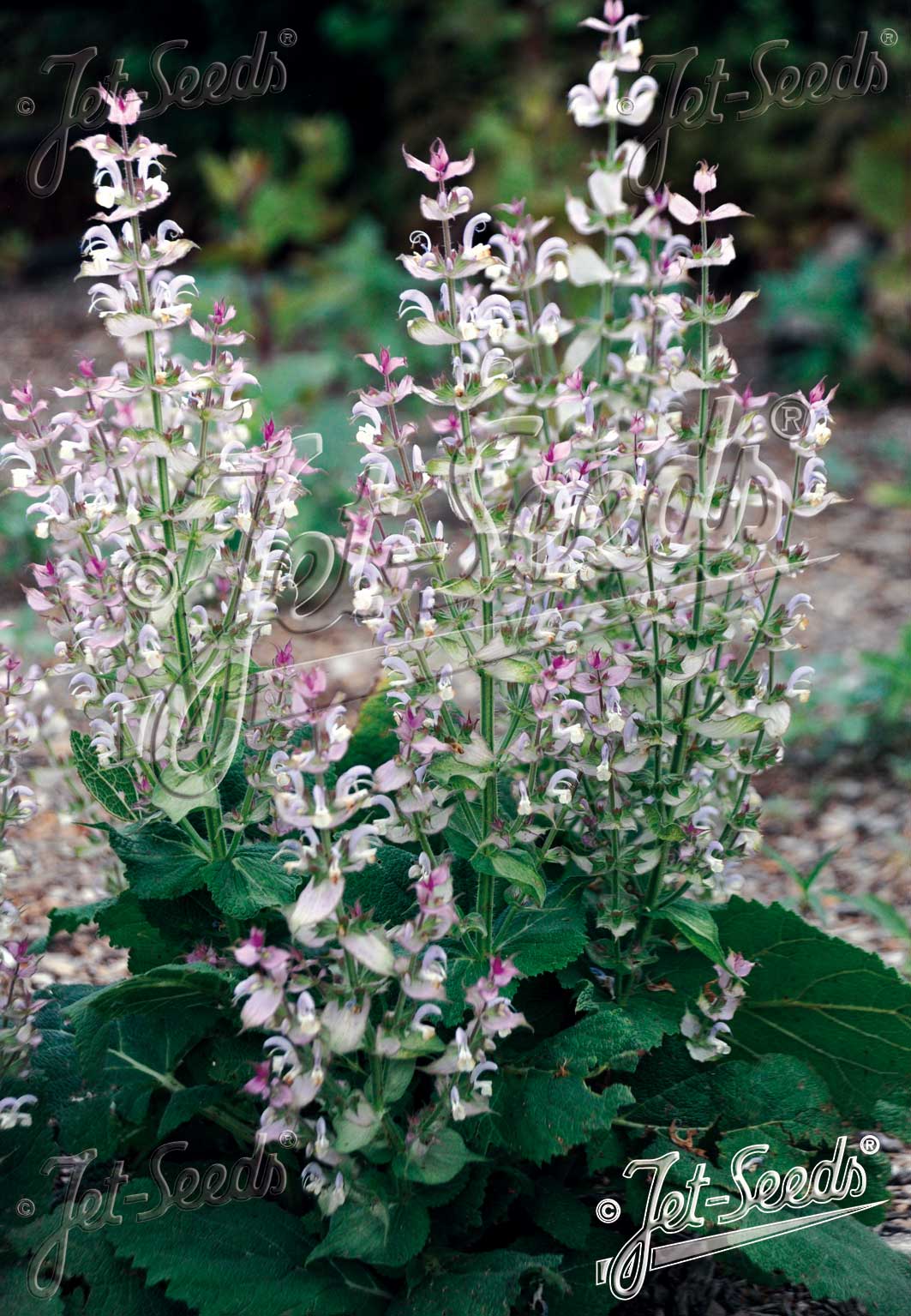 Salvia sclarea