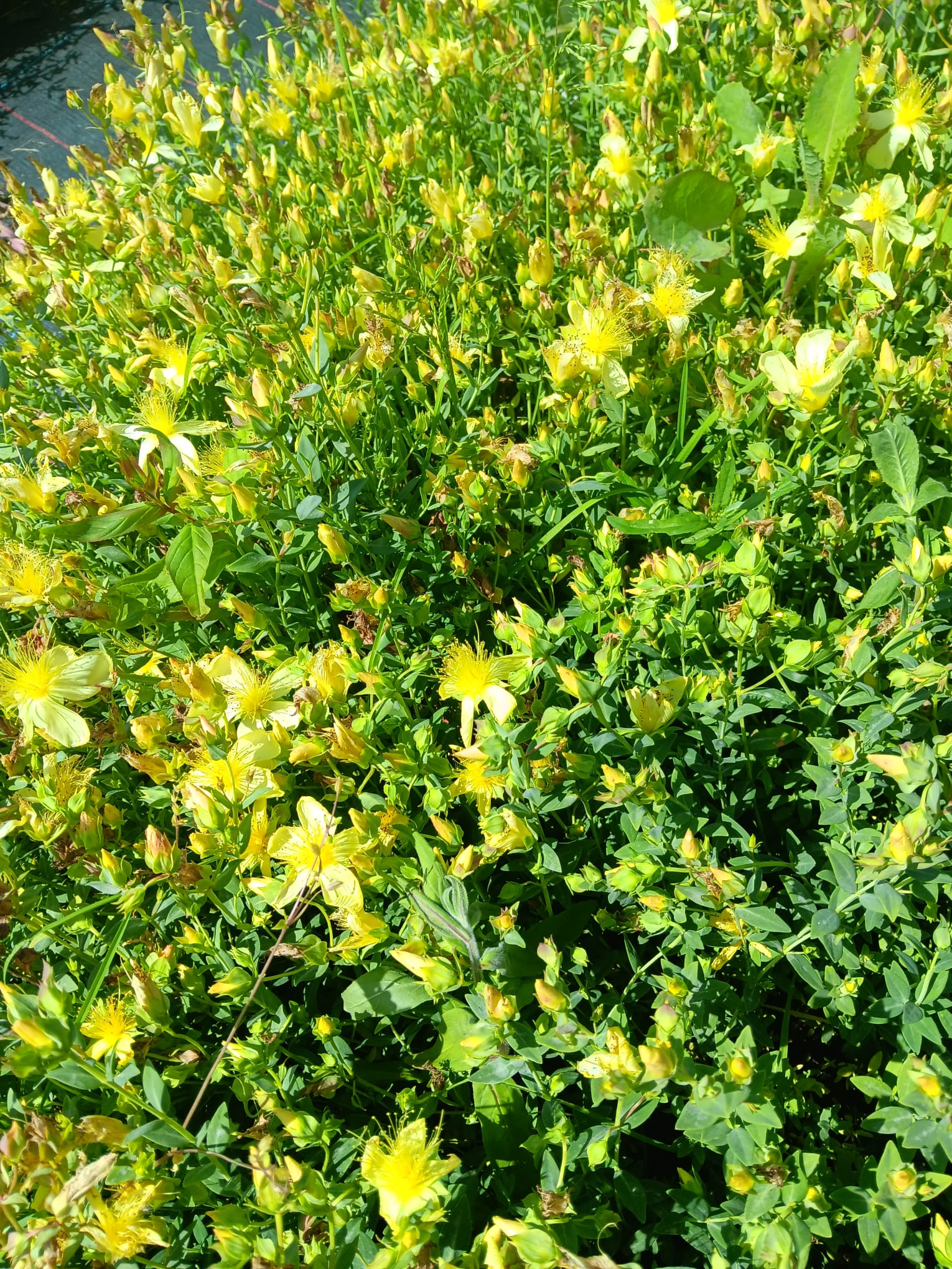 Hypericum olympicum 'Moonlight'