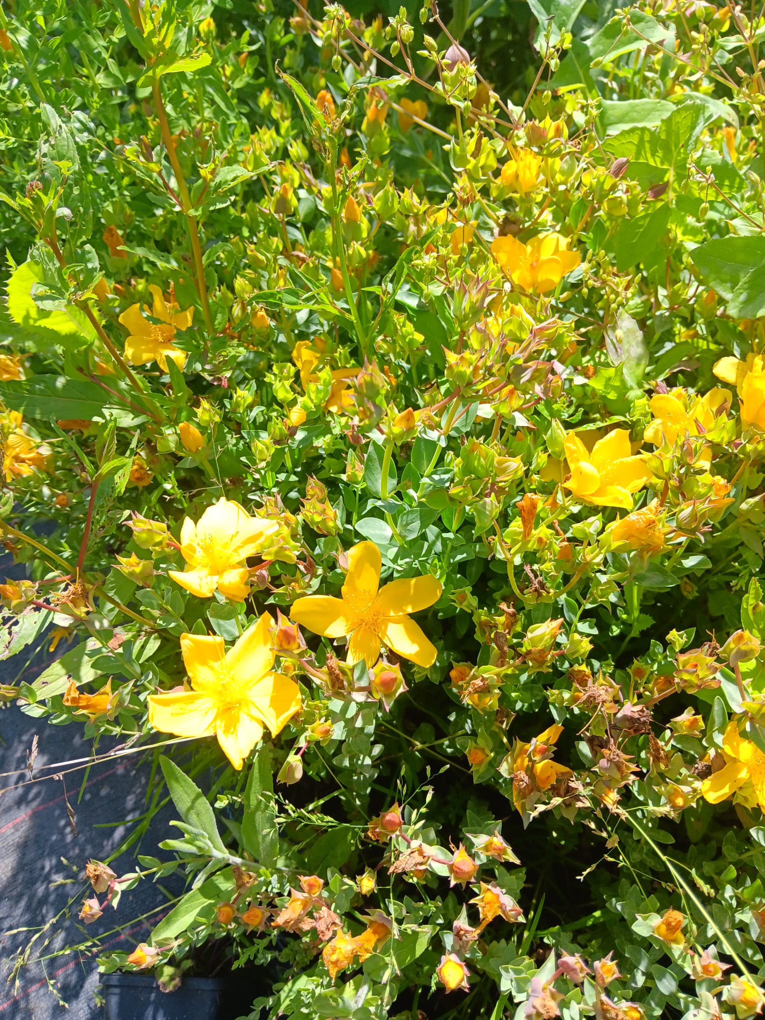 Hypericum olympicum