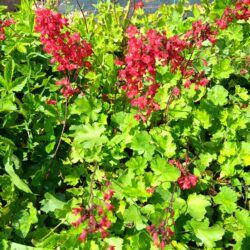 Heuchera sanguinea 'Coral Beauty'